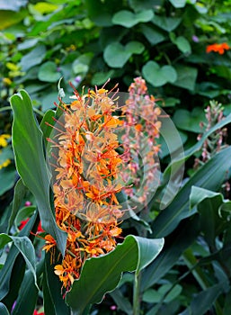 Red ginger lily Flower Hedychium coccineum Tara