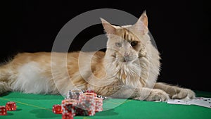 Red ginger maine coon cat playing poker in casino. Betting chips stacks.