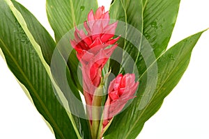 Red Ginger or Ostrich Plume and Pink Cone Ginger: flower.