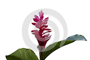 Red Ginger, Pink cone ginger, Ostrich plume or Alpinia purpurata with drops isolated on white background.