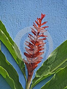 Red ginger plant