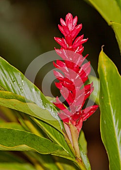 Red Ginger plant