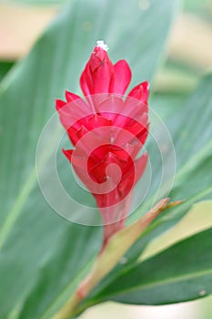 Red Ginger Plant Flower