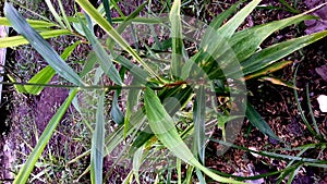 Red Ginger Plant, small flat leaves with a pointed tip-green color