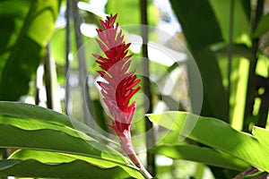 RED GINGER PLANT SURROUNDED BY GREEN FOLIAGE IN THE JUNGLE