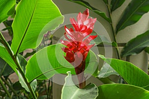 Red ginger `s petal on green leafs, a tropical flowering plant, Botanical name is Alpinia purpurata known as King jungle