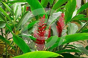 Red ginger `s petal on green leafs, a tropical flowering plant, Botanical name is Alpinia purpurata known as King jungle