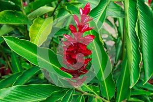 Red ginger`s petal on green leafs, a tropical flowering plant, Botanical name is Alpinia purpurata known as King jungle or Queen