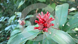 Red Ginger or Sandakan flowers that are in bloom come from the tropical forests