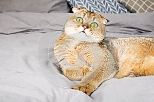 Red ginger scottish fold young cat on gray linen background. The concept of favorite pets in a warm home circle. Scandy