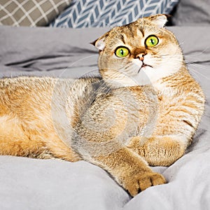 Red ginger scottish fold young cat on gray linen background. The concept of favorite pets in a warm home circle. Scandy