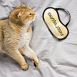 Red ginger scottish fold young cat on gray linen background. The concept of favorite pets in a warm home circle. Scandy