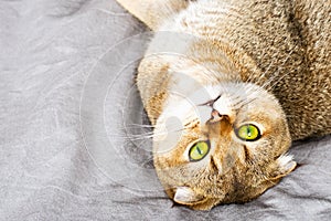 Red ginger scottish fold young cat on gray linen background. The concept of favorite pets in a warm home circle. Scandy