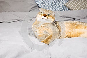 Red ginger scottish fold young cat on gray linen background. The concept of favorite pets in a warm home circle. Scandy