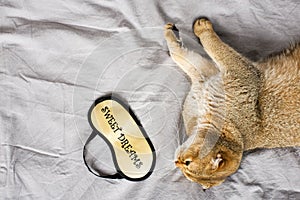 Red ginger scottish fold young cat on gray linen background. The concept of favorite pets in a warm home circle. Scandy