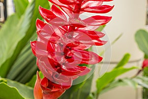 Red ginger is a tropical flowering plant, Botanical name is Alpinia purpurata known as King jungle or Queen jungle