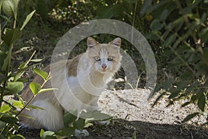 The red ginger and white color cat hid in the bushes. Lost pet. Street cats