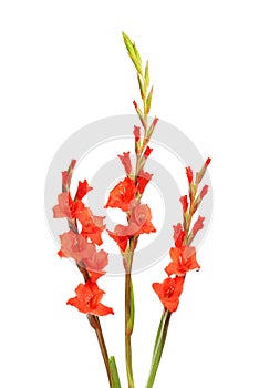 Red gladioli flowers photo