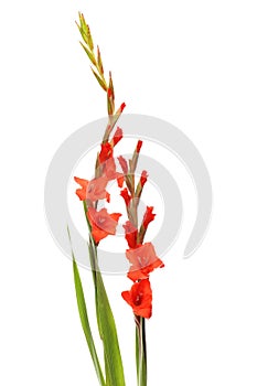 Red gladioli flowers photo