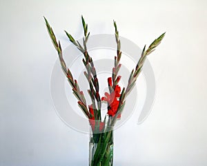 Red Gladioli Flowers on White Background