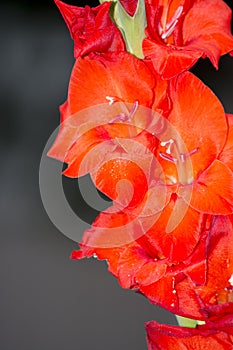 Red gladiolis in bloom