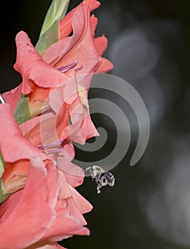 Red gladiolis in bloom with bee