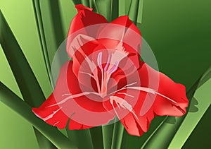 Red gladiolus