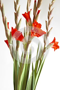 Red Gladiolus