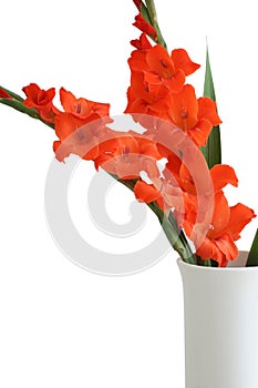 Red Gladiolus