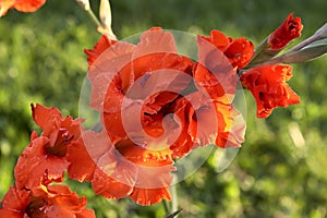 Red gladiolus