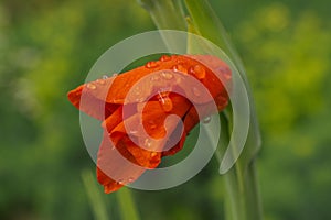 Red gladiolus bud in the garden