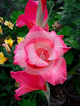 Red gladiolus flower blushing