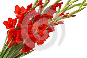 Red gladiolus flowers