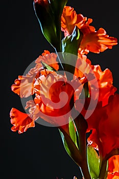 Red gladiolus flowers on black background