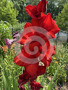 Red Gladiolus Flowers in a Garden in June