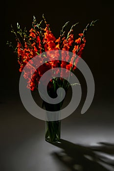 Red gladiolus flowers in vase on dark background