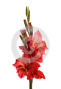 Red gladiolus