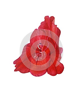 Red gladioluses bud isolated on a white background