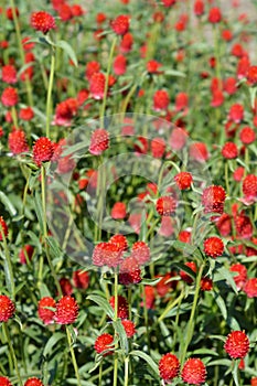 Red globe amaranth