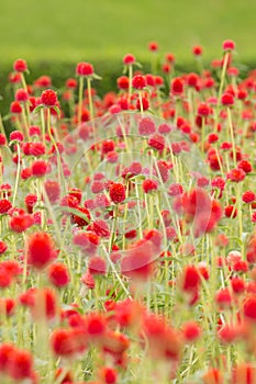 Red Globe Amaranth or Bachelor Button