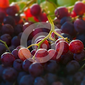 Red globe grapes macro square composition