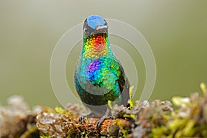 Red glossy bird. Fiery-throated Hummingbird, Panterpe insignis, colour bird sitting on larch branch. Red shiny hummingbird in dark