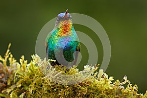 Red glossy shiny bird. Fiery-throated Hummingbird, Panterpe insignis, colorful bird sitting on branch. Mountain bright animal from