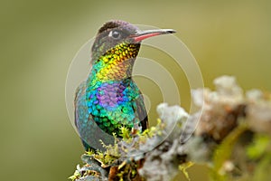 Red glossy shiny bird. Fiery-throated Hummingbird, Panterpe insignis, colour bird sitting on larch branch. Red shiny hummingbird i