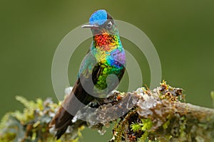 Red glossy shiny bird. Fiery-throated Hummingbird, Panterpe insignis, colour bird sitting on larch branch. Red shiny hummingbird i