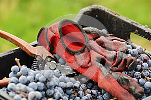 Red gloves and old secateurs in a dirty crate with Merlot clusters