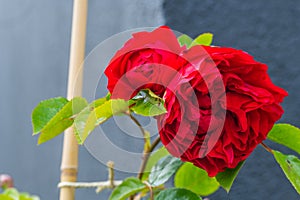 Red glowing roses rosales  in bright sunshine photo