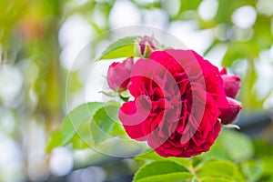 Red glowing roses rosales  in bright sunshine photo