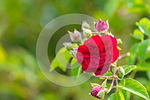 Red glowing roses rosales  in bright sunshine photo