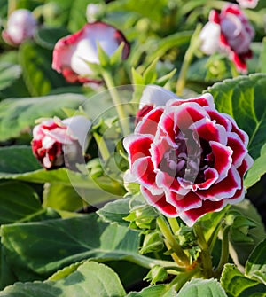 Red Gloxinia flower